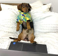 Load image into Gallery viewer, CLEARANCE - Sausage Dog Box Dachshund Hawaiian Shirt - Toucan
