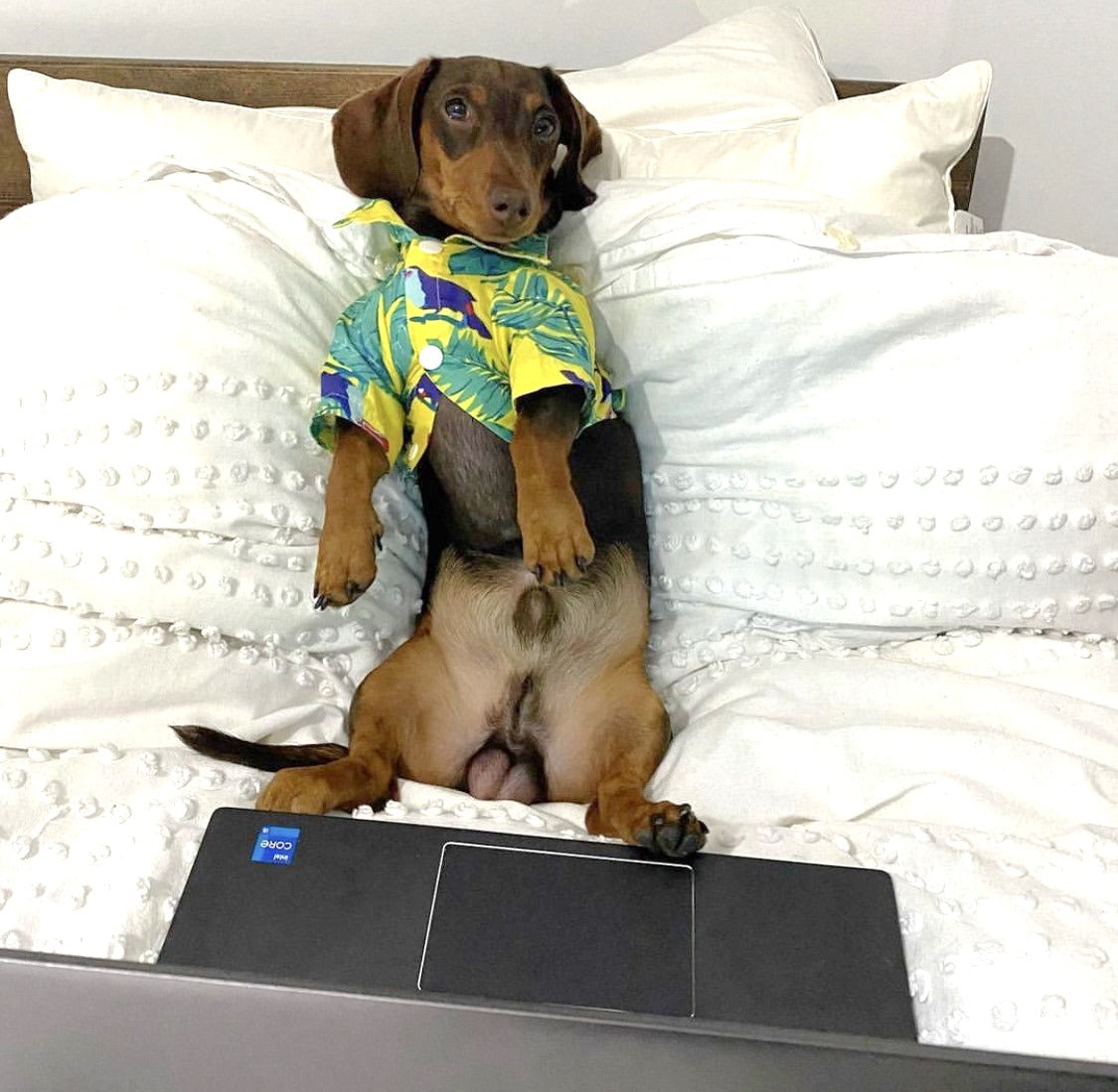 CLEARANCE - Sausage Dog Box Dachshund Hawaiian Shirt - Toucan