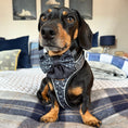 Load image into Gallery viewer, Black Twilight Doxie Sailor Bow for Dogs
