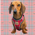 Load image into Gallery viewer, Tart'n Up Anti-Rub Dachshund Harness Red Tartan Sausage Dog Print
