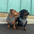 Load image into Gallery viewer, Pink Rosewood Argyle Dachshund Dog Harness

