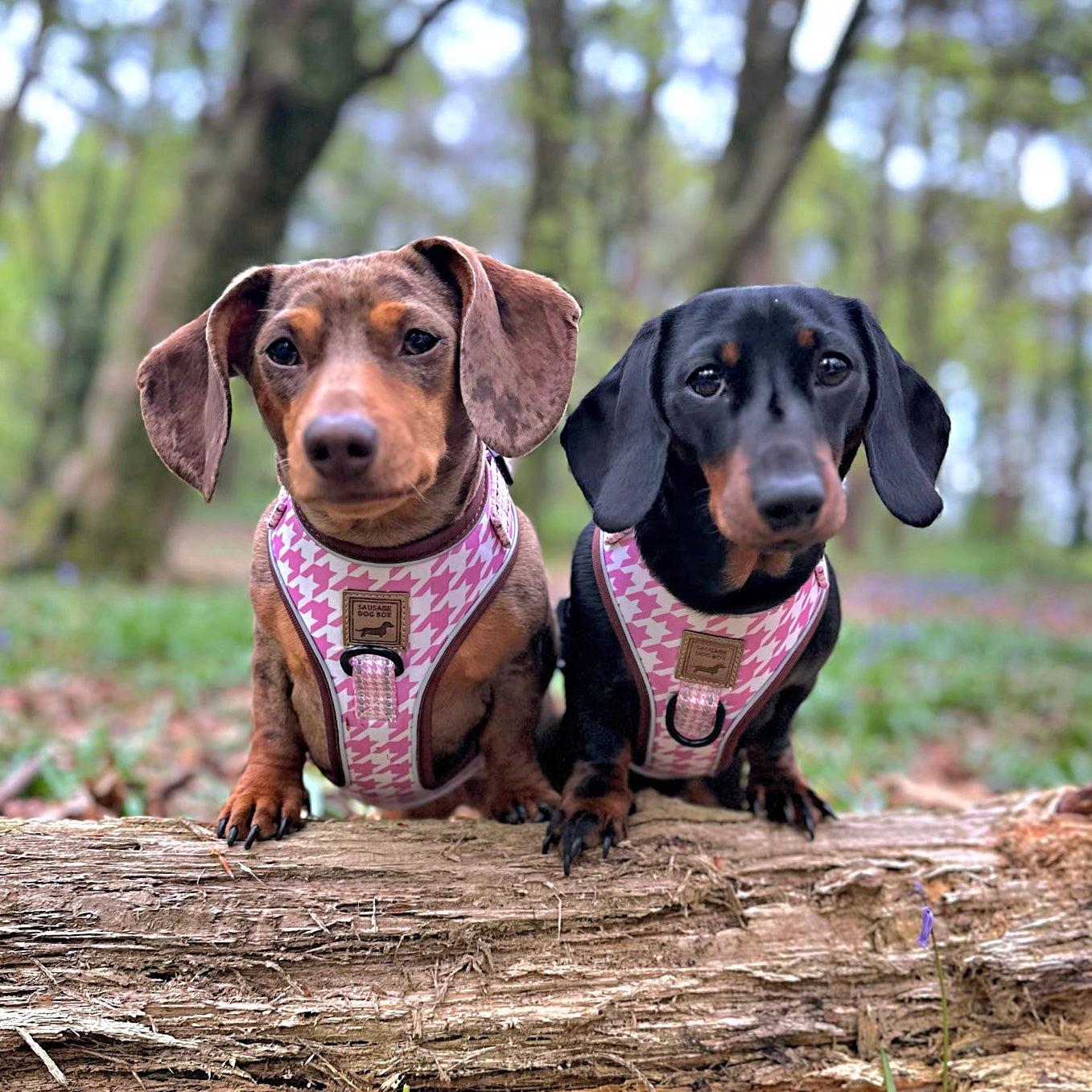 Pretty Pink Houndstooth Anti-Rub Sausage Dog Harness