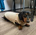 Load image into Gallery viewer, Butterscotch Beige Dachshund Snuggle Fleece - Sausage Dog Box Jumper
