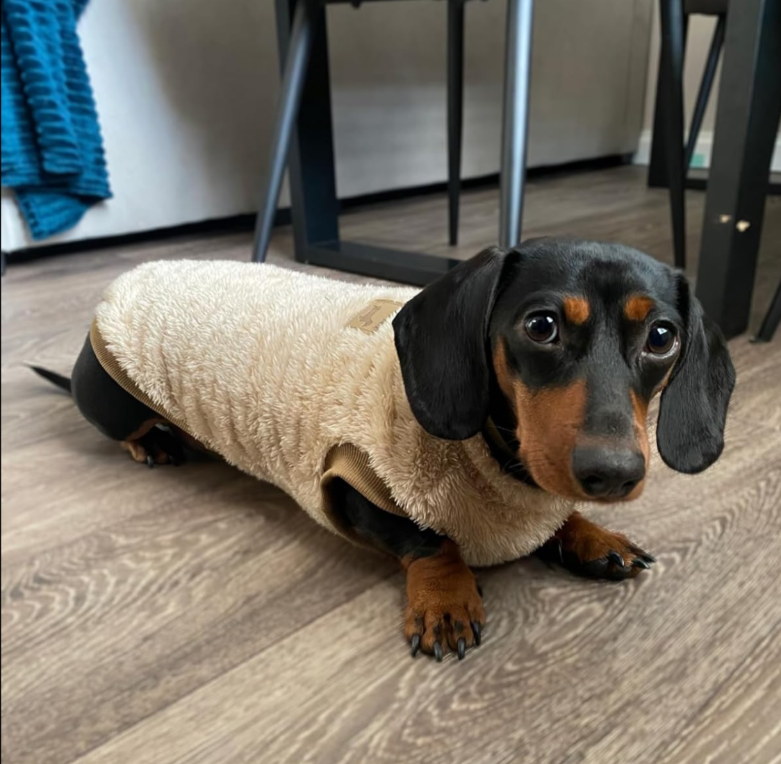 Butterscotch Beige Dachshund Snuggle Fleece - Sausage Dog Box Jumper