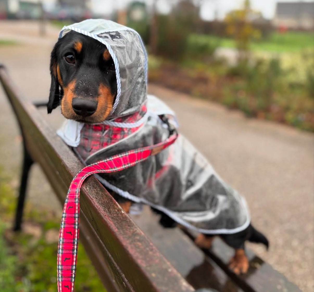 Nautical Blue Waterproof Naked Dachshund Coat / Rain Mac  | Sausage Dog Box