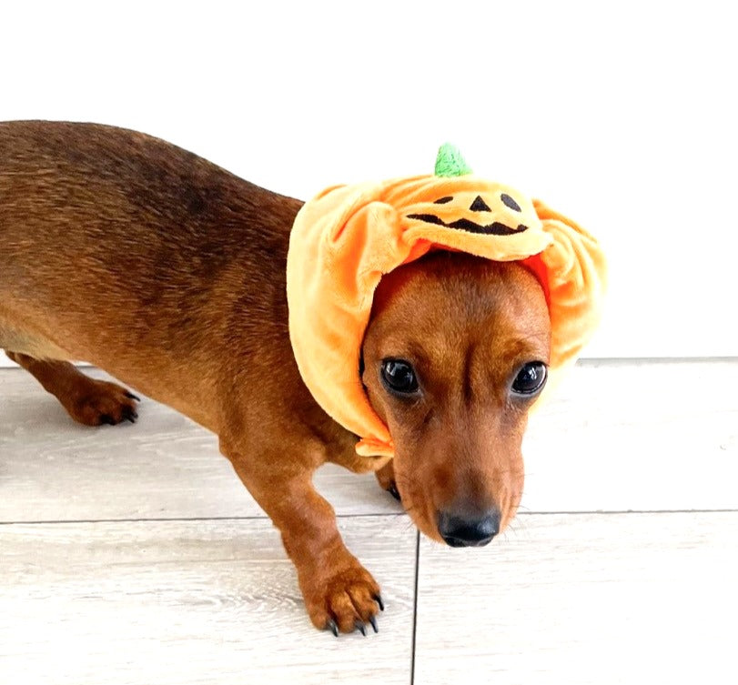 Sausage Dog Box Pumpkin Hat