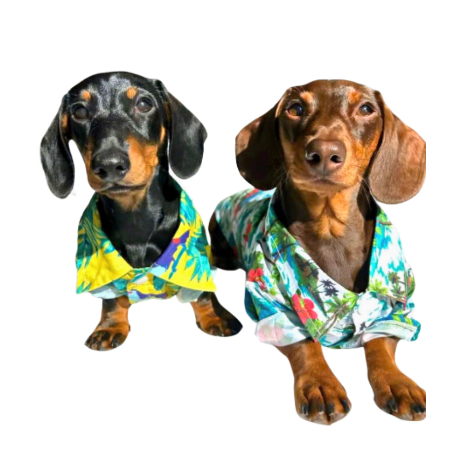 CLEARANCE - Sausage Dog Box Dachshund Hawaiian Shirt - Red Flower