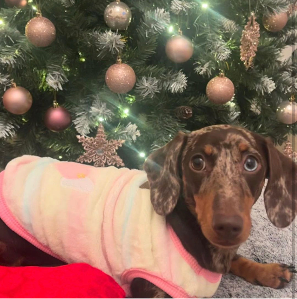 Pink & Yellow Flutter By Heart - Sausage Dog Box Dachshund PJ's/Jumper