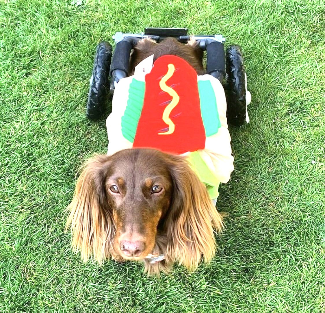 Sausage Dog Box Hot Dog Dress Up Outfit