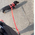 Load image into Gallery viewer, BARK AVENUE Long Double Clip Lead - 3 colours
