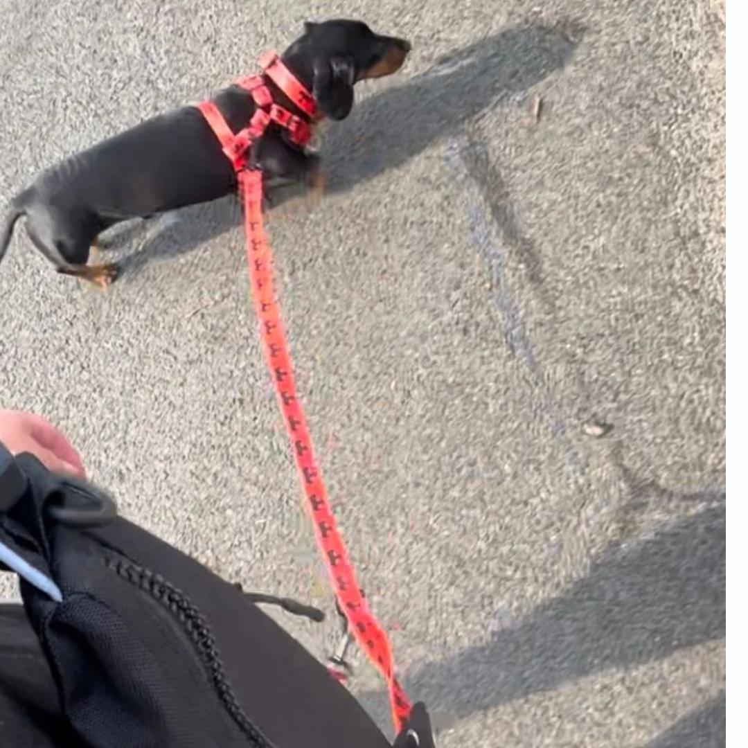 BARK AVENUE Long Double Clip Lead - 3 colours