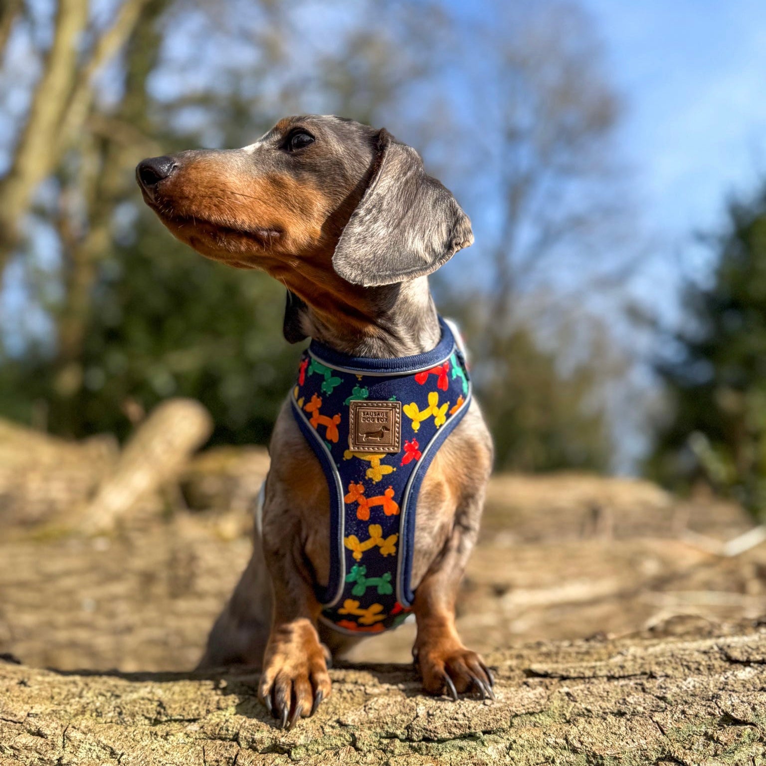 Navy Balloon Dog Dachshund Anti-Rub Harness