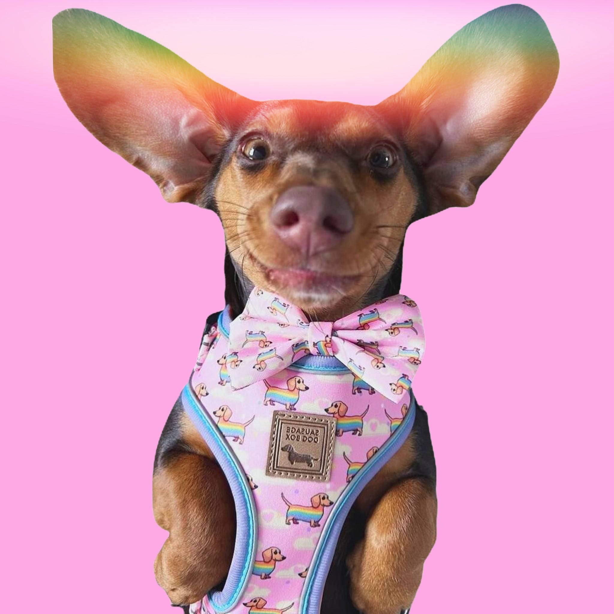 Anti-Rub Harness Designed For Dachshunds - Chasing Rainbows