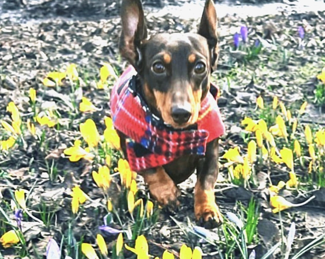 Sausage Dog Box Designer Fleece Waterproof 'Tartan' Dachshund Coat