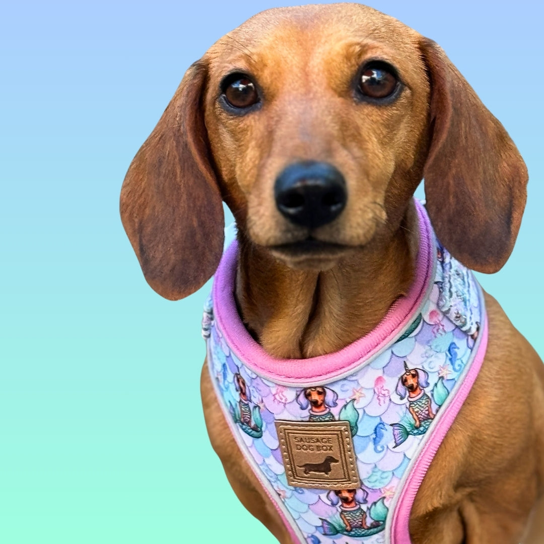 Under The Dox-Sea Anti-Rub Dachshund Harness