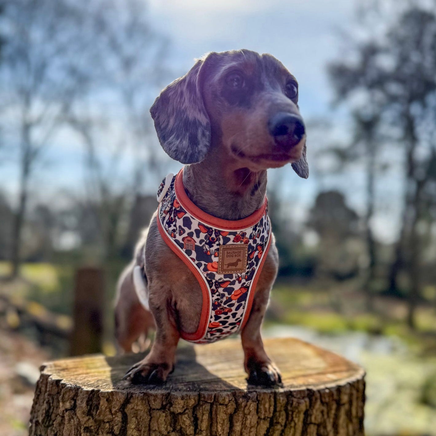 Howdy Cowboy Anti-Rub Harness for Dachshunds / Adjustable Sausage Dog Harness