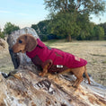 Load image into Gallery viewer, Merlot Waterproof Dachshund Harness Fleece | DoxieDri Step-In Fleece
