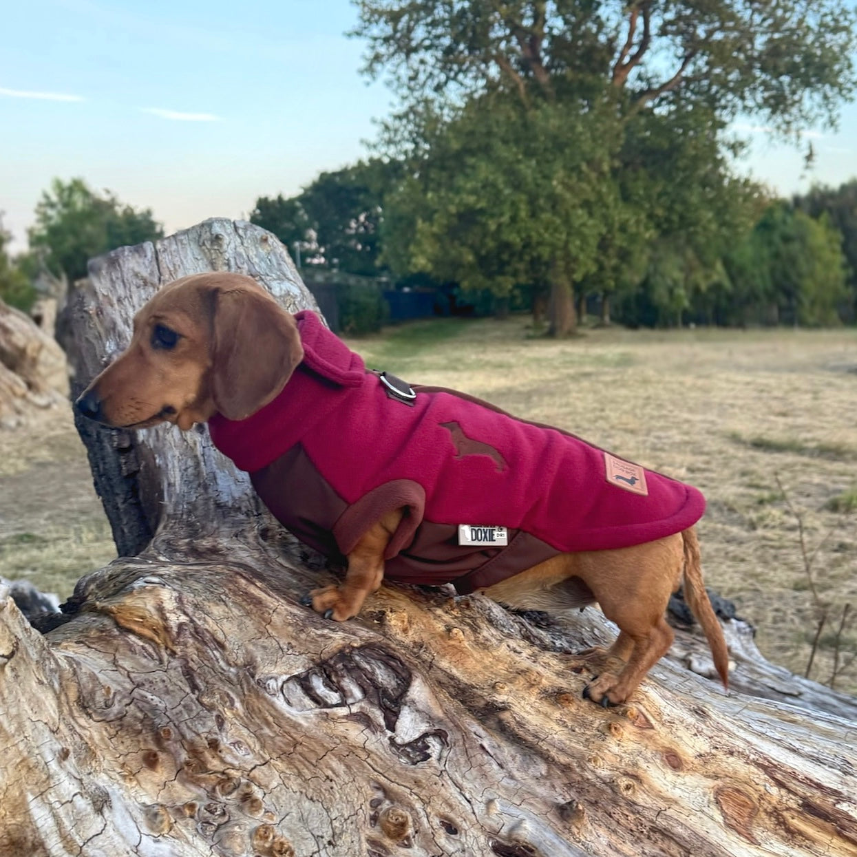 Merlot Waterproof Dachshund Harness Fleece | DoxieDri Step-In Fleece