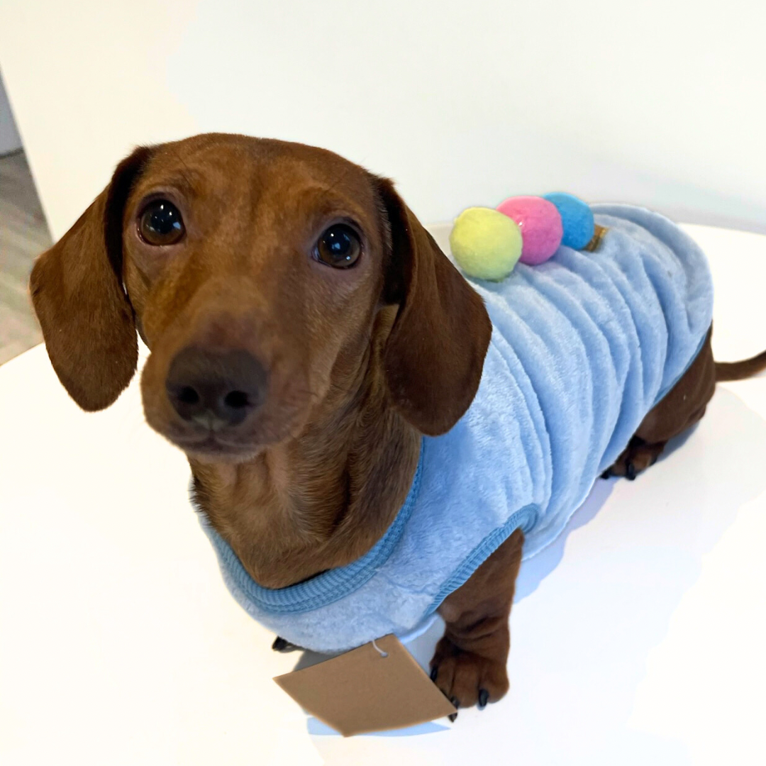Blue Ice Cream Sundae - Sausage Dog Box Dachshund PJ's/Jumper