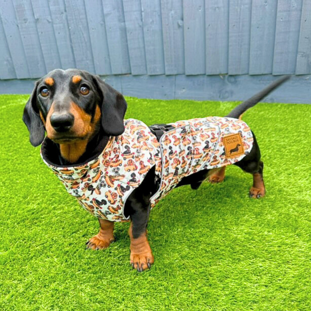 Weiner On Wheels Polartec Waterproof Dachshund Coat - Sausage Dog Box
