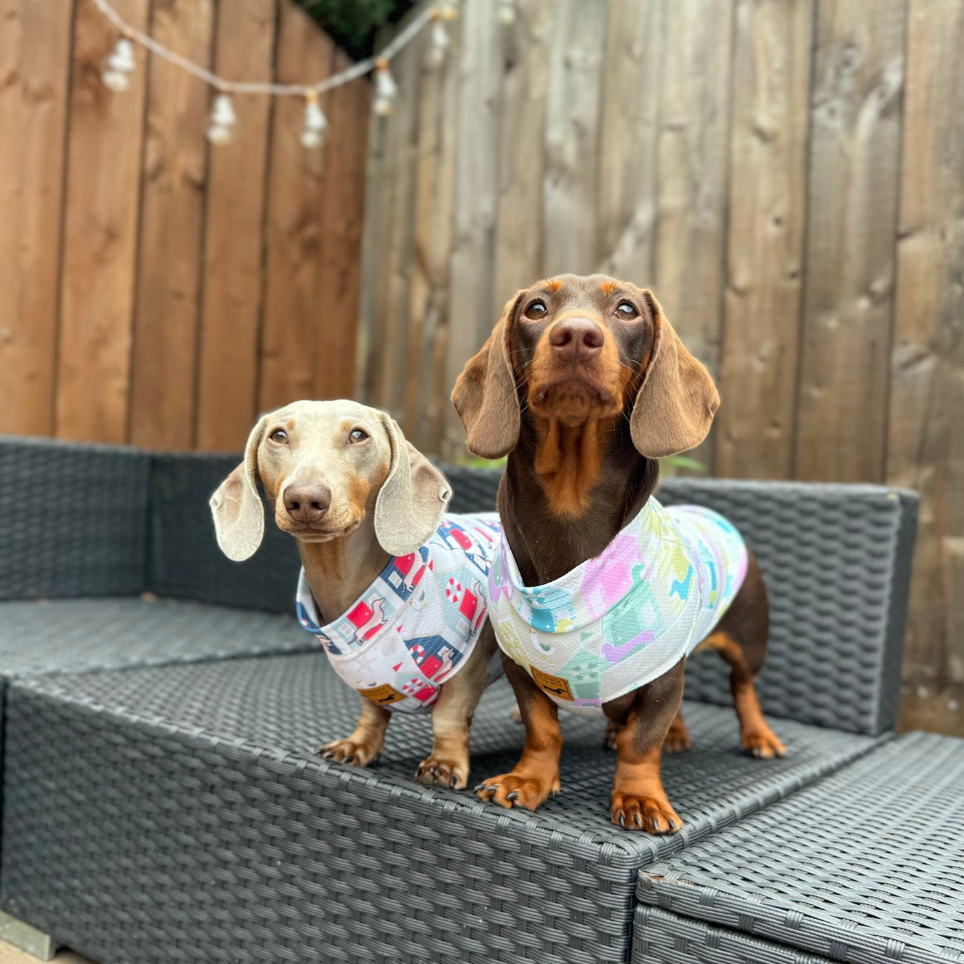 Sunkissed Sandy Sausage DoxieCool Dachshund Cooling Vest +30 Sun Protection