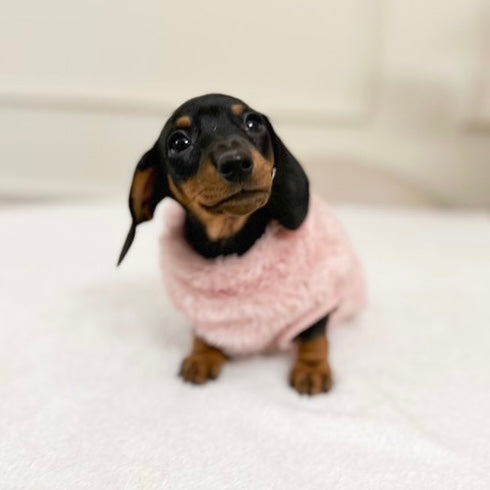 XXS Tiny Puppy Snuggle Dachshund Fleece - 20cm / 8inch Back | Sausage Dog Box