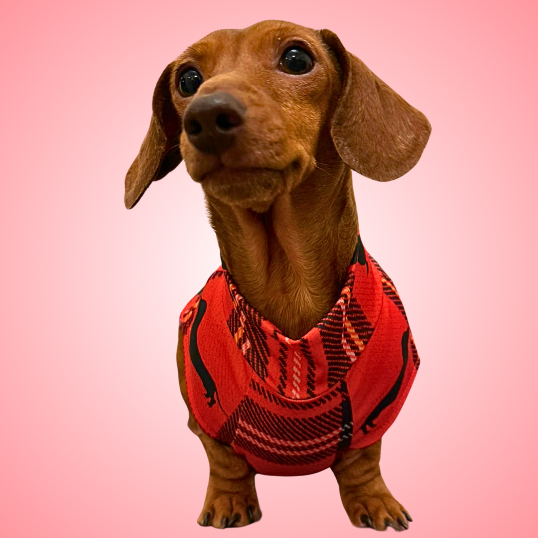 Dachshund Second Skin Tee - ‘Tart’n Up’