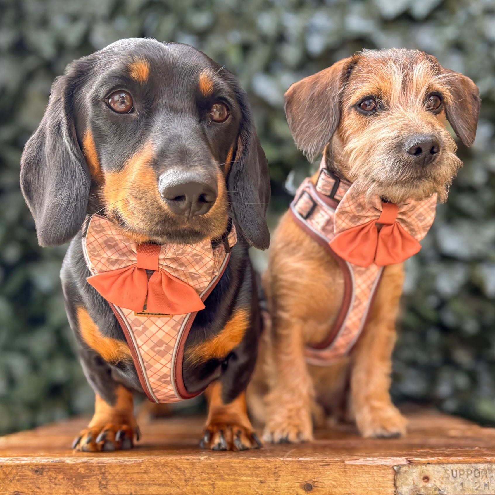 Chestnut Plaid DoxieLite Adjustable Dachshund Harness