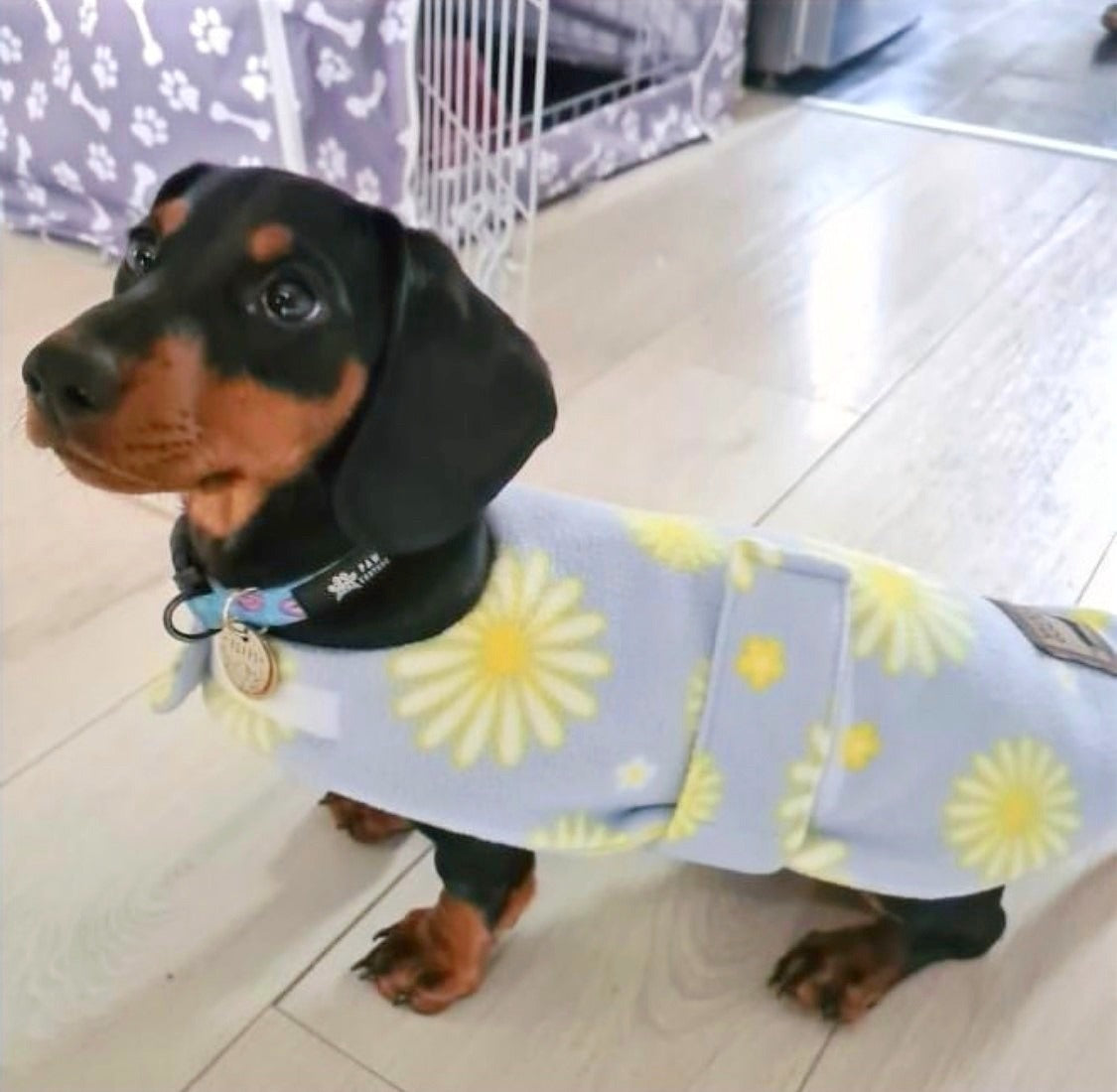 Sausage Dog Box Dachshund Designer Daisy Jacket Coat