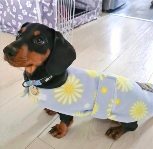 Sausage Dog Box Dachshund Designer Daisy Jacket Coat