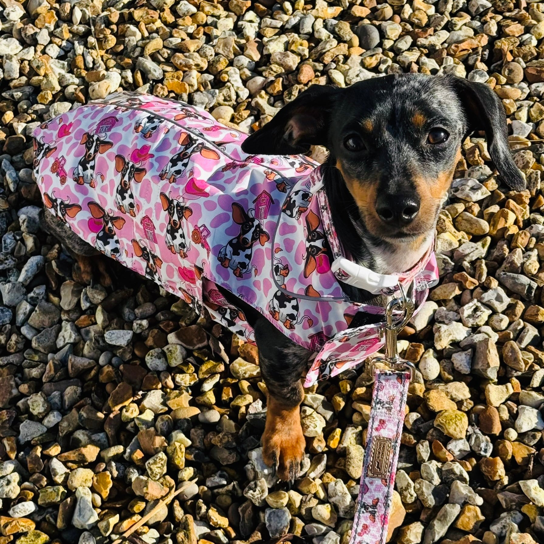Howdy Cowgirl 'Dach-A-Mac' Dachshund Rain Mac In Bag