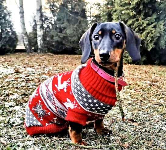 Sausage Dog Box Dachshund Winter Print Jumper