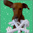 Load image into Gallery viewer, Sausage Dog Box Christmas ‘Snow Flurry’ Rope Toy

