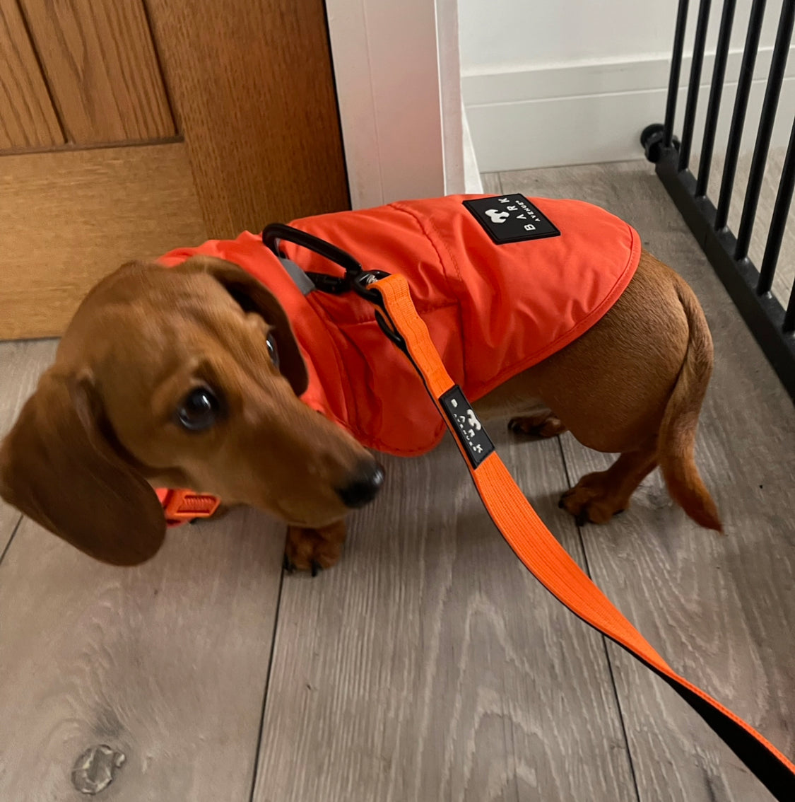 BARK AVENUE Luxury Ultimate Explorer Coat   - Orange