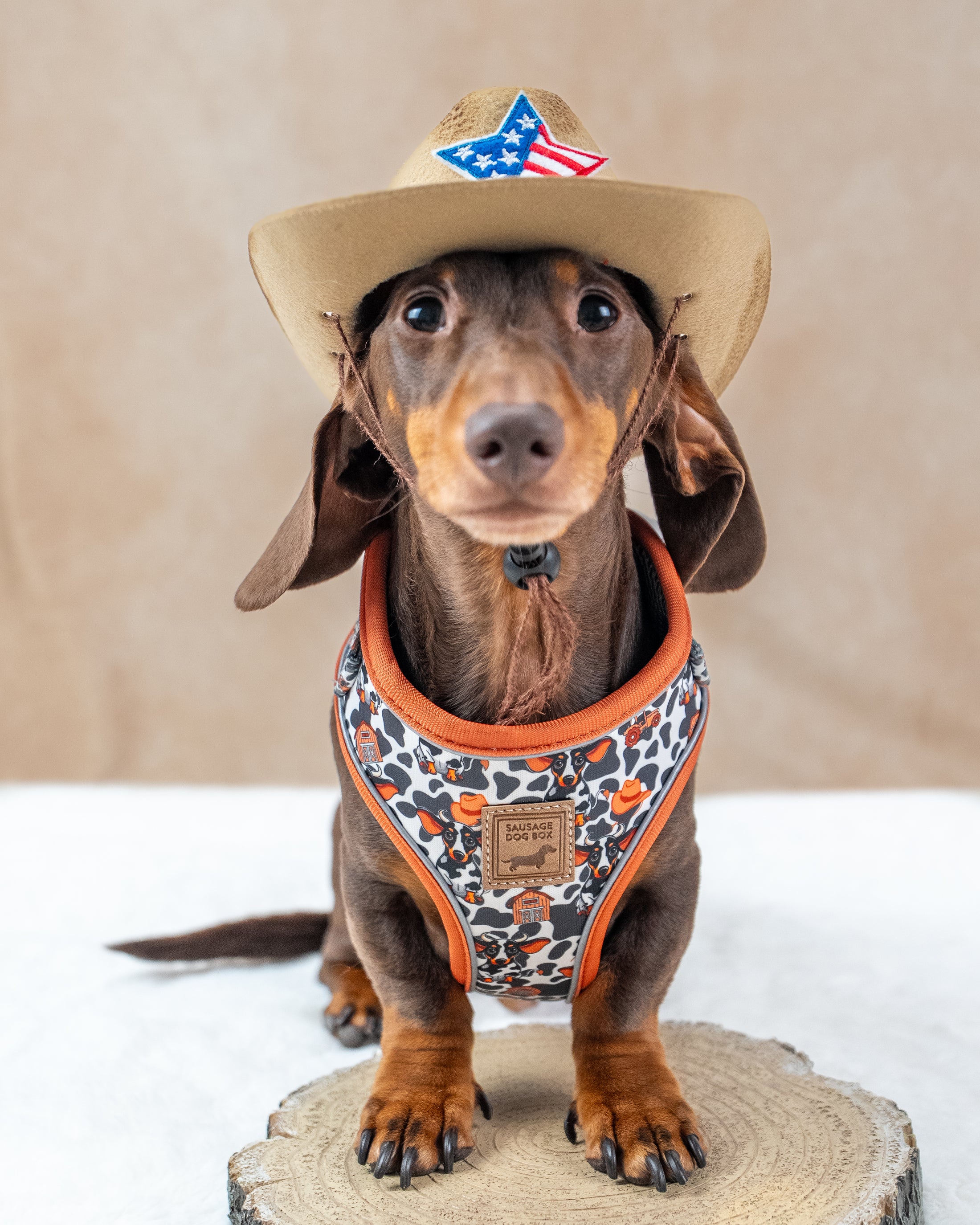 Howdy Cowboy Anti-Rub Harness for Dachshunds / Adjustable Sausage Dog Harness