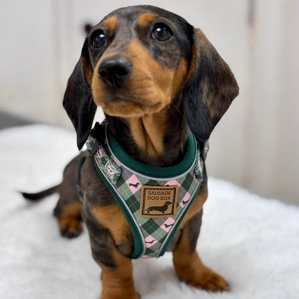 Pink Rosewood Argyle Dachshund Dog Harness