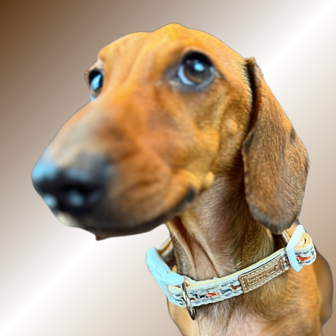Beige Sophisticated Sausage Dachshund Collar - One Size