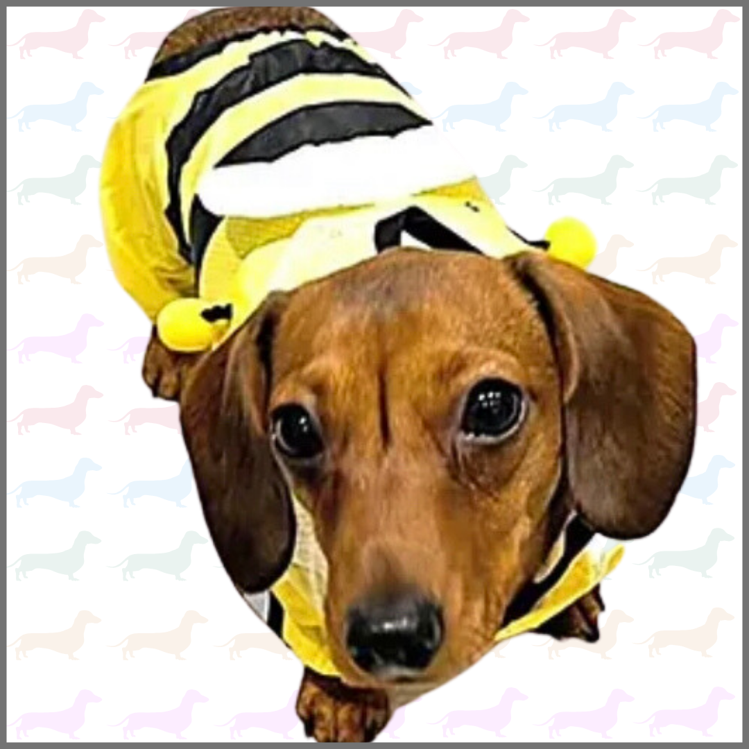 CLEARANCE - Sausage Dog Box Bumblebee Raincoat