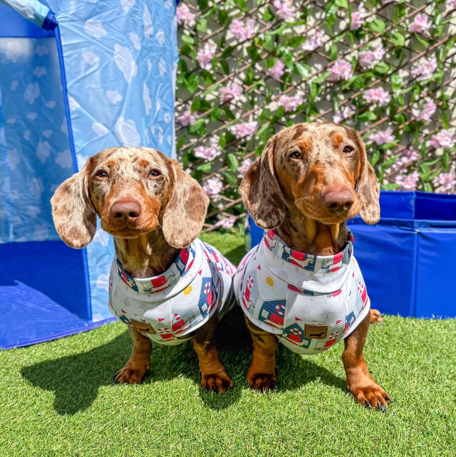 Nautical Sandy Sausage DoxieCool Dachshund Cooling Vest For Dachshund Dogs