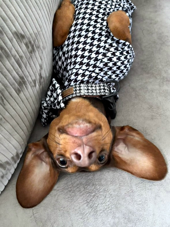 Dachshund Second Skin Tee - ‘Houndstooth’ | Sausage Dog Outfit
