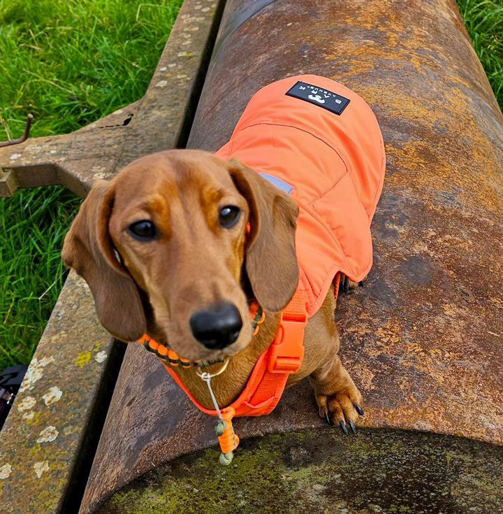 BARK AVENUE Luxury Ultimate Explorer Coat   - Orange