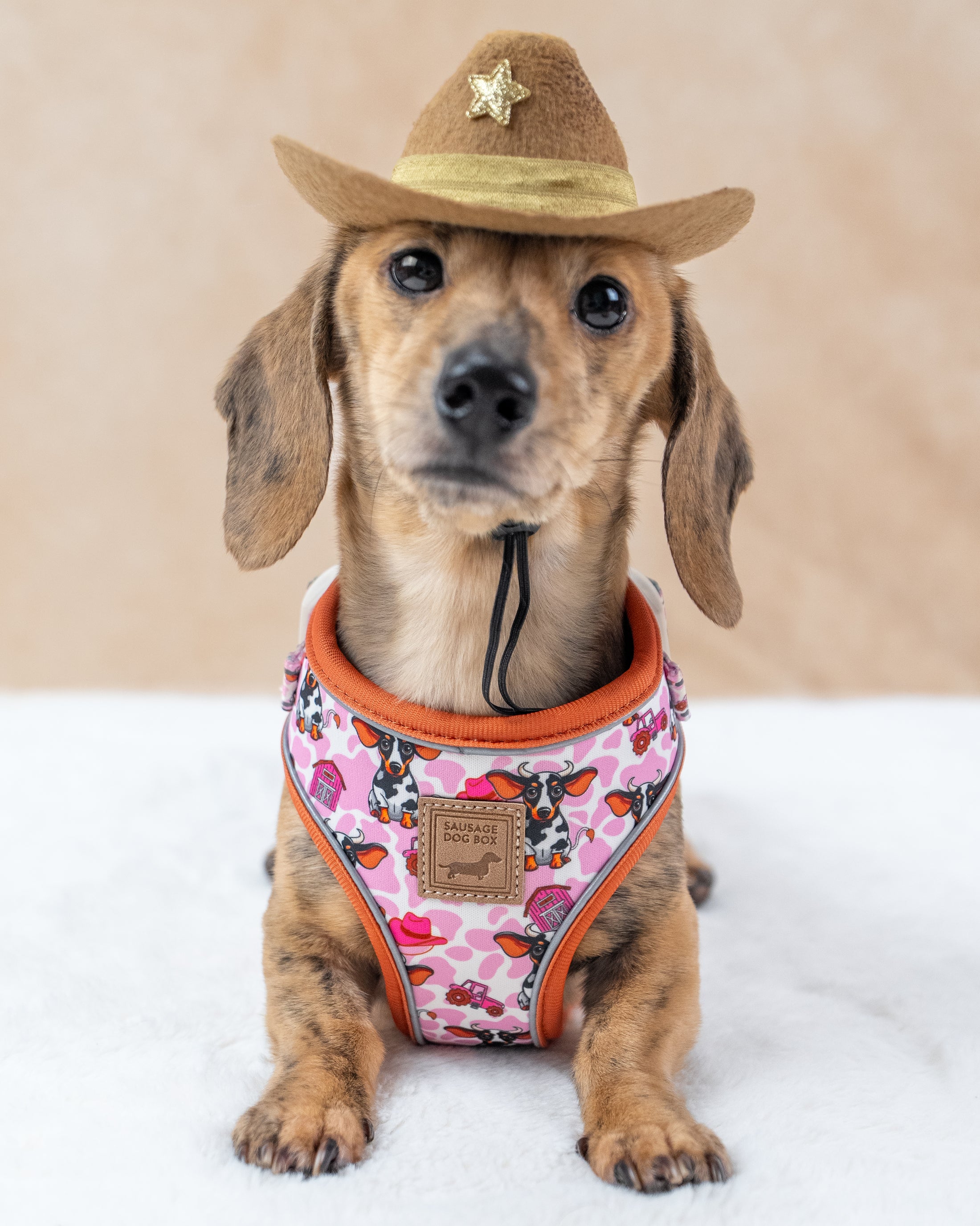 Howdy Cowgirl Pink Cow Dachshund Dog Harness AntiRub & Adjustable