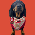 Load image into Gallery viewer, Adjustable Harness - Saucy Sausage
