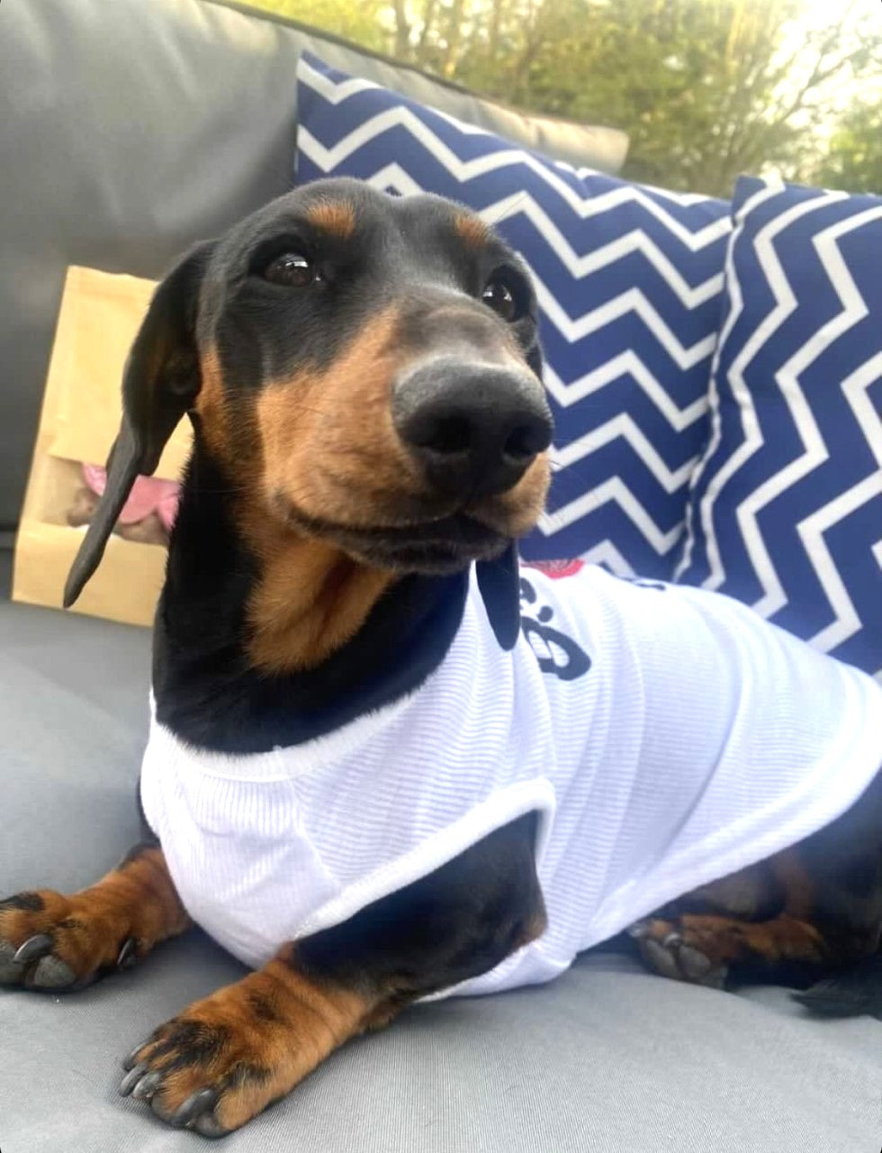 CLEARANCE - Sausage Dog Box B*tches Love Me Vest