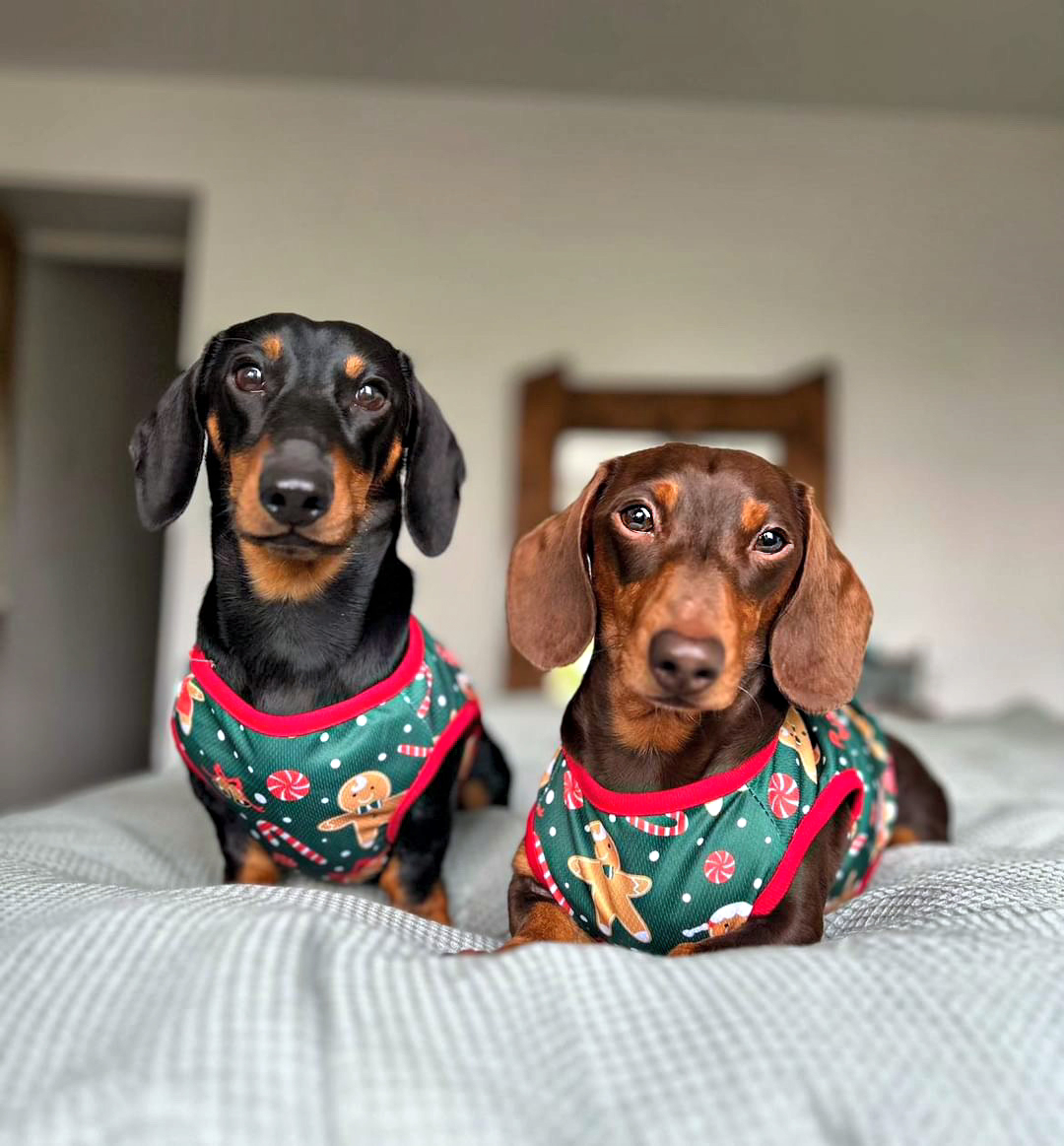 Sausage Dog Box Christmas Gingerbread Tee