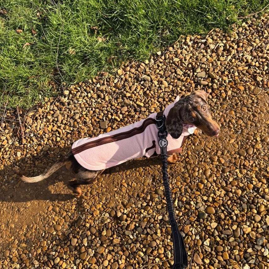 Strawberry Truffle DoxieDri Sausage Dog Harness Jumper