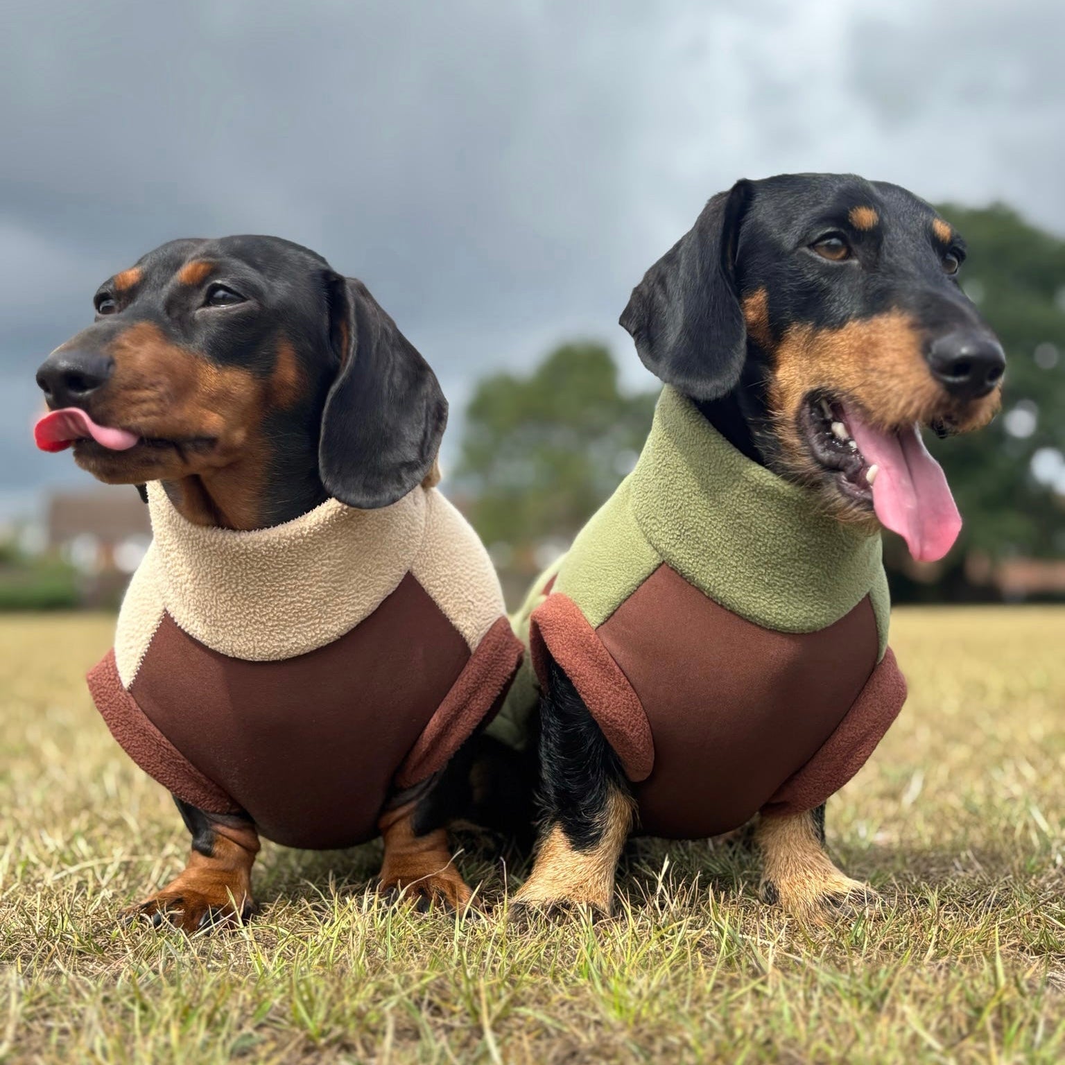 Pistachio Waterproof Dachshund Harness Fleece | DoxieDri by Sausage Dog Box