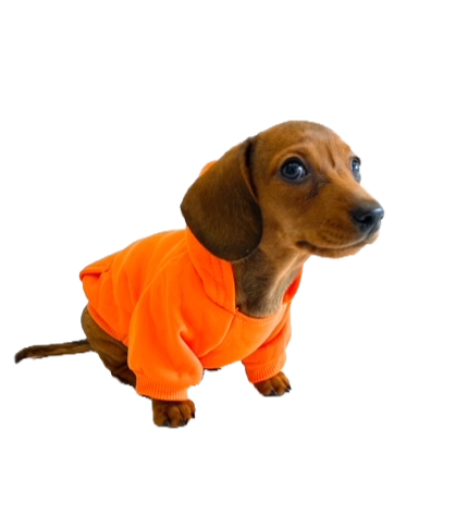Sausage Dog Box Orange Dachshund Hoodie