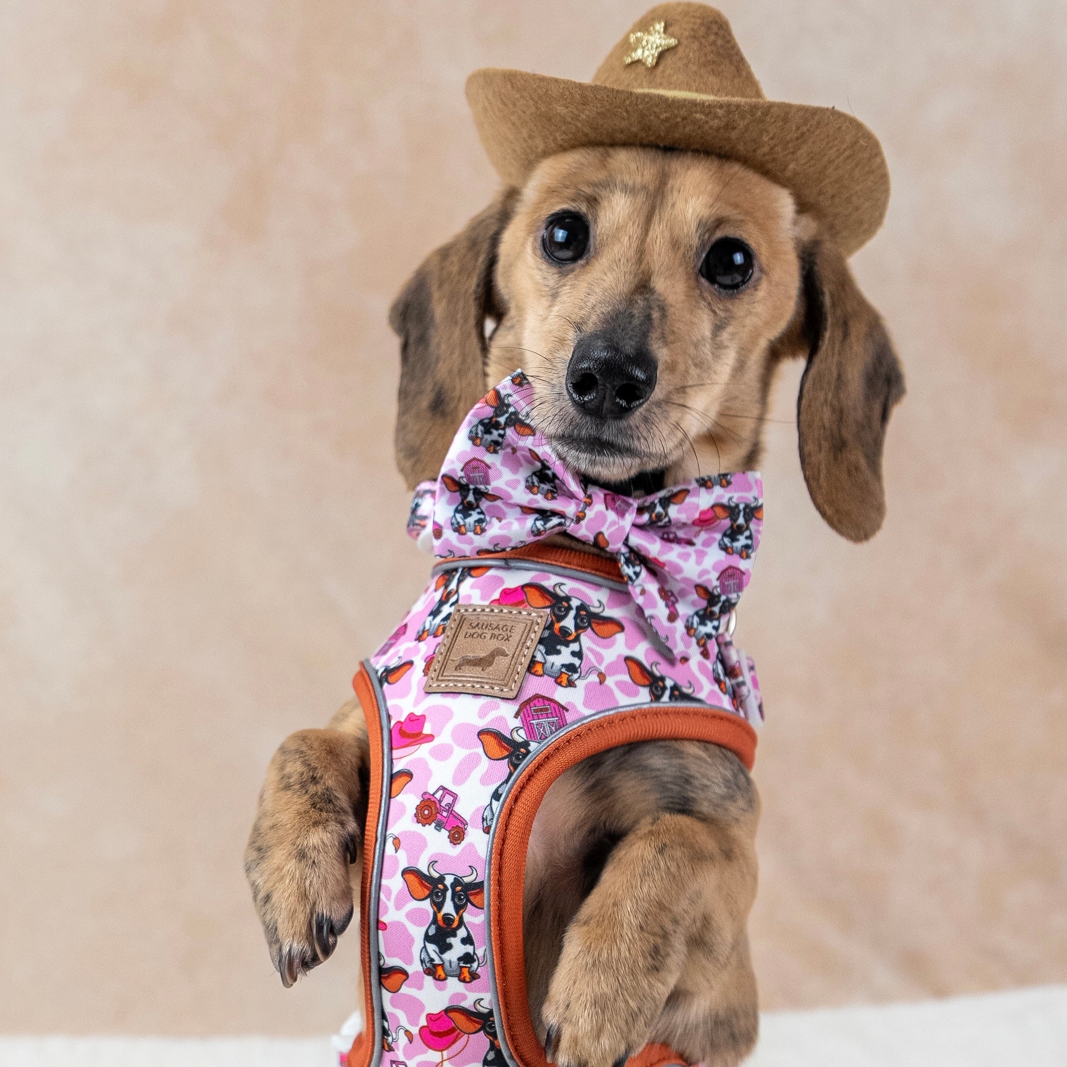 Howdy Cowgirl Pink Cow Dachshund Dog Harness AntiRub & Adjustable