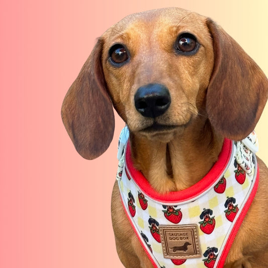 Strawberries & Weens Anti-Rub Dachshund Harness